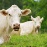 Body Condition Scoring (BCS) in Beef Cattle