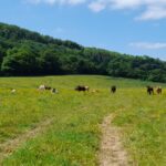 Heat Stress in Cattle