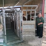 Safe & Effective Handling of Cattle